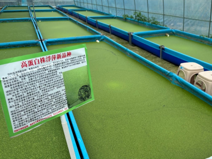 【營(yíng)養(yǎng)大王·高效蛋白源】飼料型高蛋白浮萍——畝年產(chǎn)1噸天然高蛋白飼料，養(yǎng)殖降本增效利器！